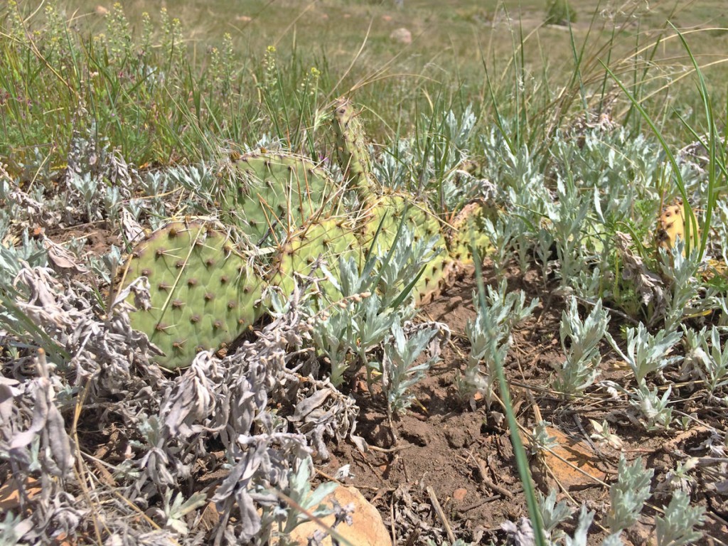 hildebrand-cactus-on-trail