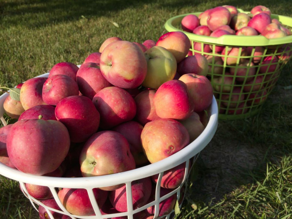 bushels of apples