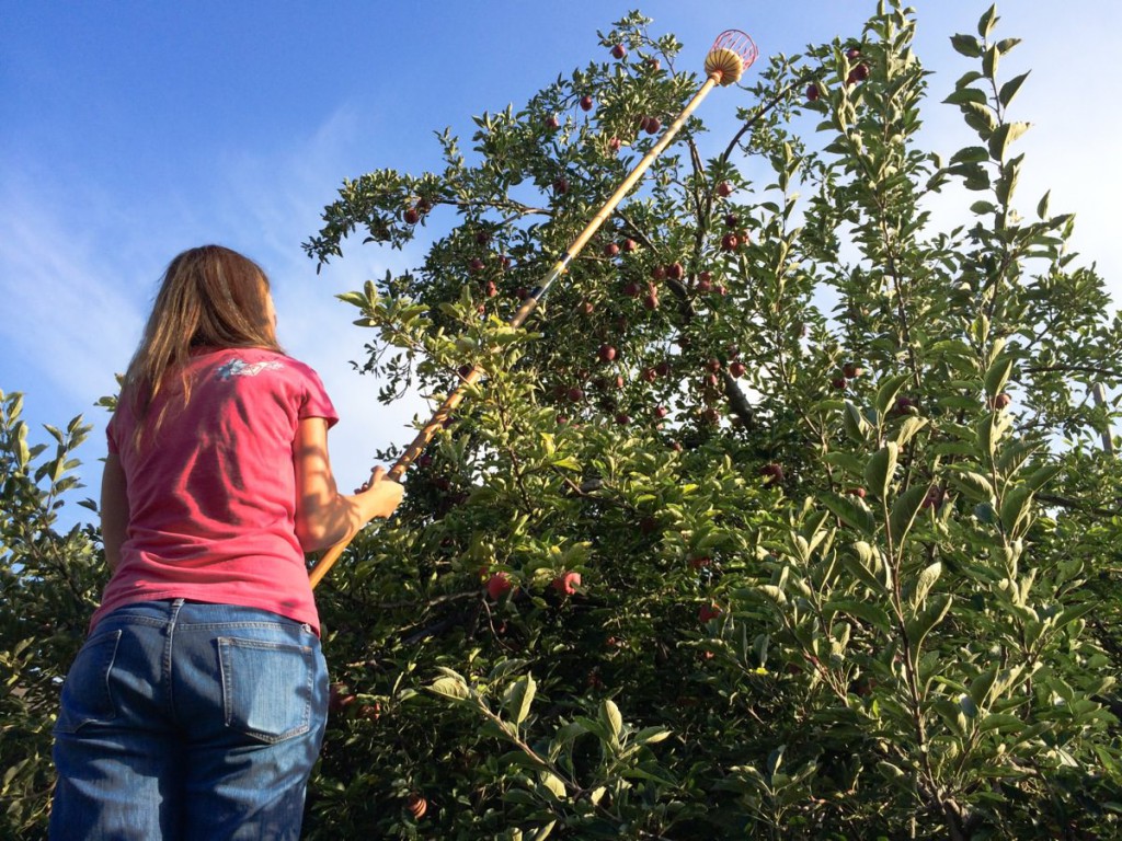 sarah picking apples